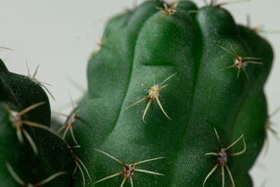 Close-up of caterpillar on plant