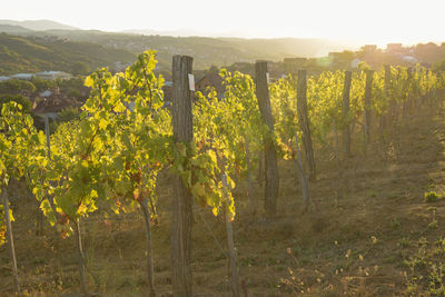 Scenic view of vineyard against sky