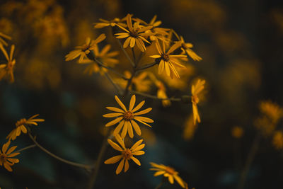 Close-up of yellow flowering plant