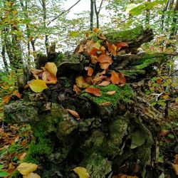 Leaves on tree trunk