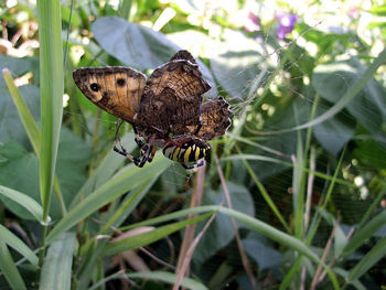 Close-up of butterfly on leaf