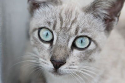 Close-up portrait of cat