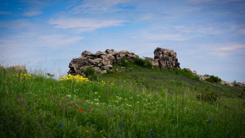 Scenic view of grassy field against sky
