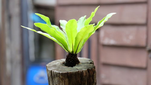 Close-up of plant growing outdoors