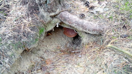 High angle view of lizard on field