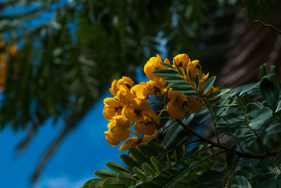 Close-up of yellow flowers blooming outdoors