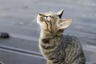 Close-up of cat sitting outdoors