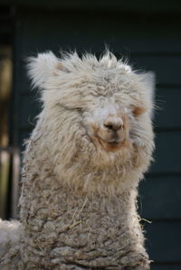 Close-up of alpaca