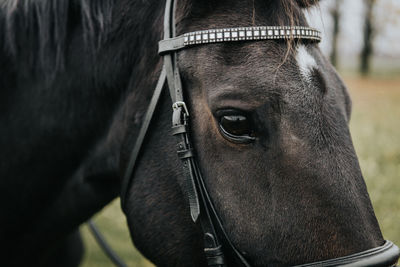 Close-up of horse