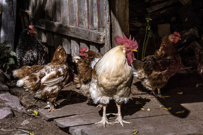 Birds in a farm