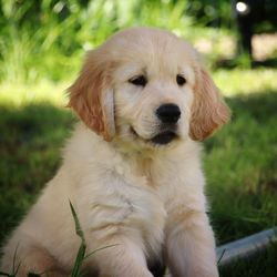 Close-up of dog sitting on field