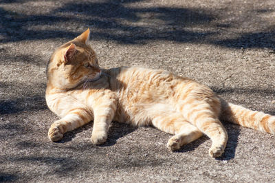 Cat lying on floor in city