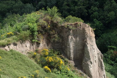 Plants growing amidst rock