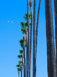Airplane flying over palm trees against clear sky