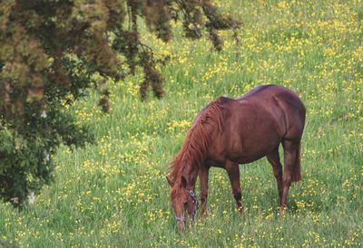 Horse grazing in a field