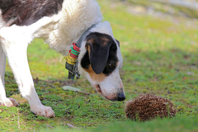 View of a dog on field