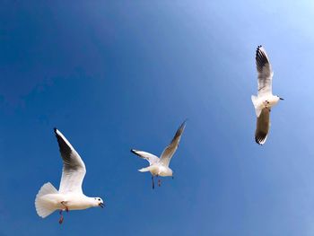 Low angle view of seagulls flying in sky