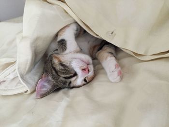 High angle view of cat sleeping on bed