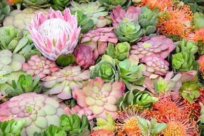 High angle view of plants