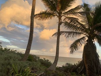 Palm trees by sea against sky at sunset