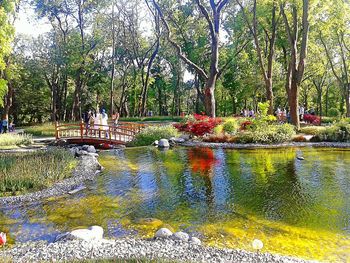 Reflection of trees in pond