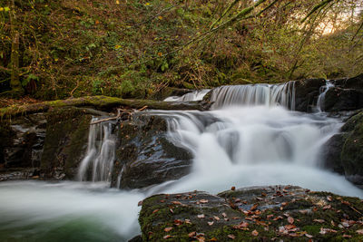 Scenic view of waterfall in forest