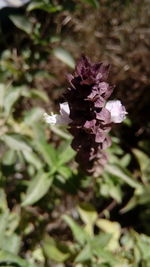 Close-up of flower blooming outdoors