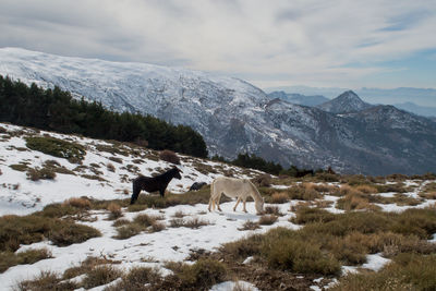 Scenic view of snow field against sky