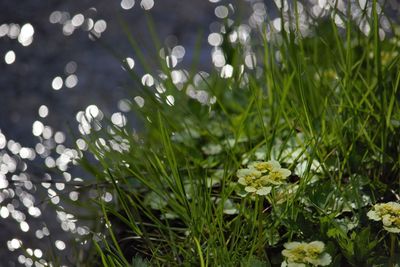 Close-up of white flowers blooming in field