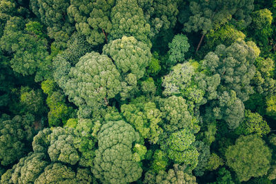 Full frame shot of plants