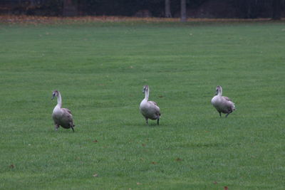 Birds perching on field