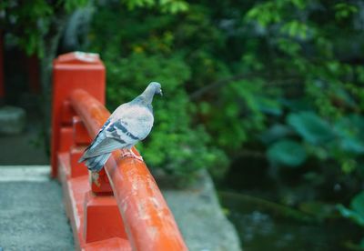 Side view of a pigeon against blurred plants