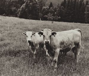 Cows on field