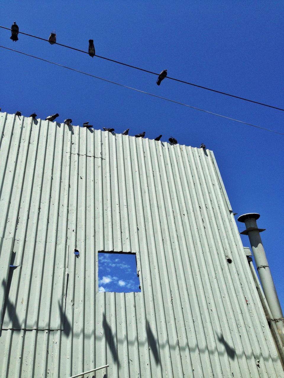 bird, low angle view, animal themes, clear sky, animals in the wild, wildlife, cable, flock of birds, flying, power line, built structure, building exterior, blue, architecture, sky, perching, in a row, outdoors, electricity