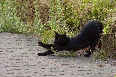 Cat looking away