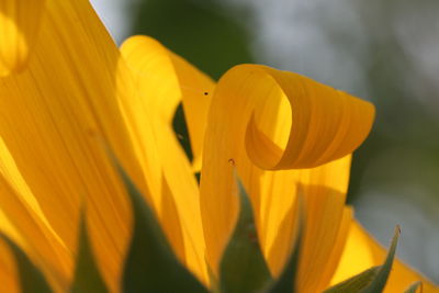 Close-up of yellow flowering plant