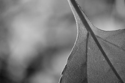 Close-up of plant hanging outdoors