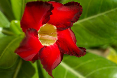 Close-up of red hibiscus blooming outdoors