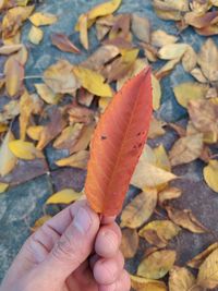 Close-up of hand holding maple leaves during autumn