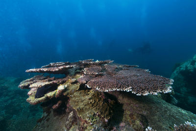 Close-up of turtle in sea