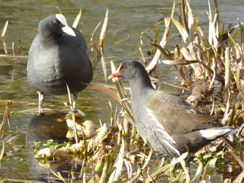 Ducks in a lake