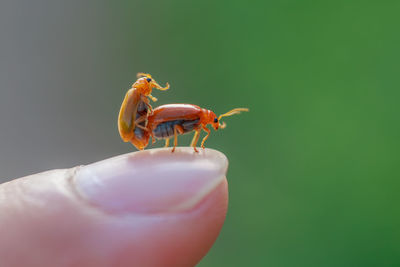 Close-up of a hand holding insect