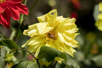 Close-up of bee pollinating on flower