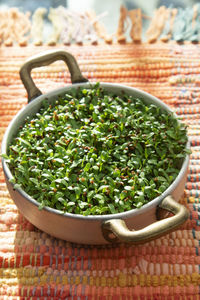 Preparation of a vegetarian dish the growth of chicory sprouts rich in minerals and vitamins 