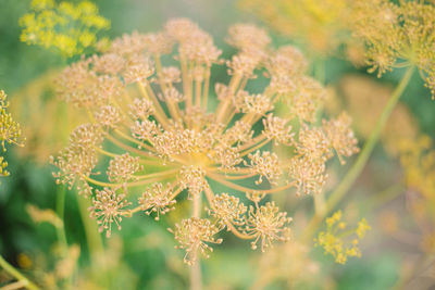 Close-up of purple flowering plant