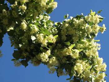 Low angle view of flowers on tree