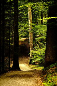 Trees in forest