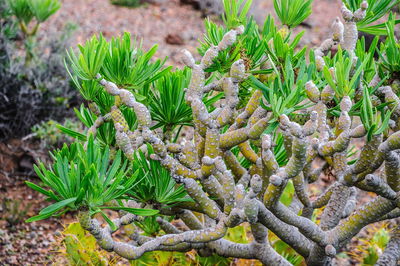 High angle view of cactus plant