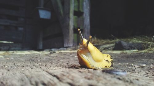 Close-up of yellow fruit on wood