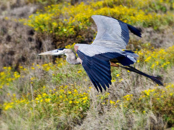 View of a bird flying